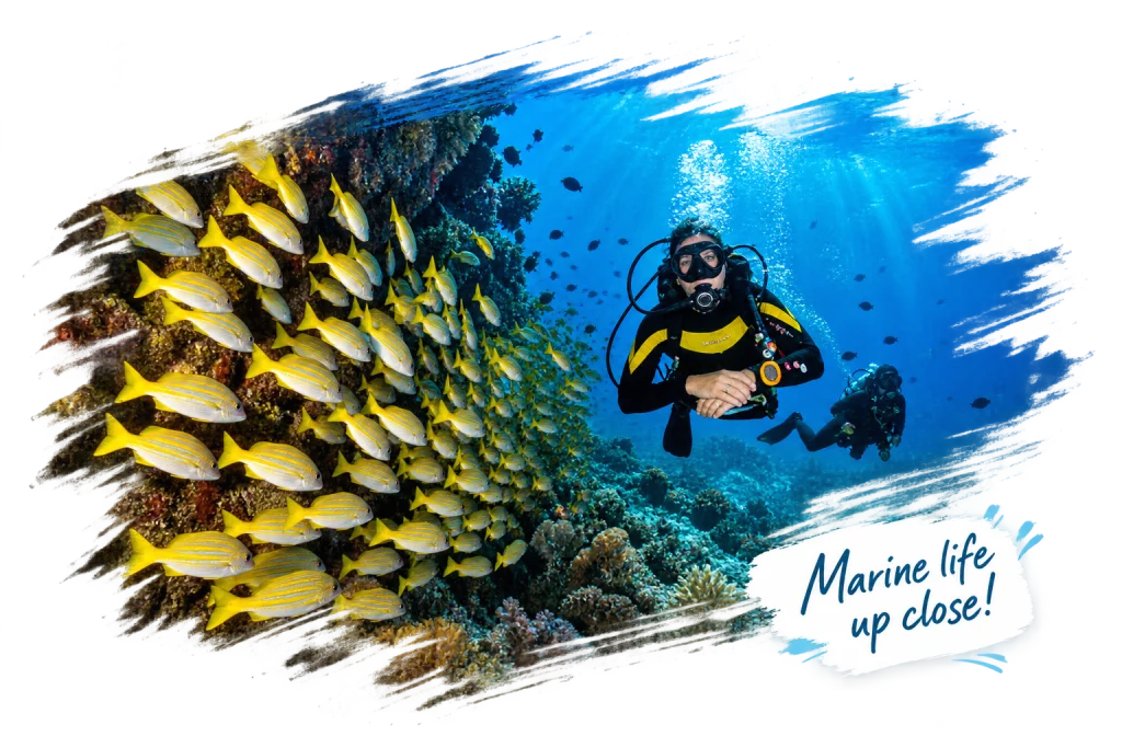 Scuba diving among tropical fish and coral reefs near Netrani Island